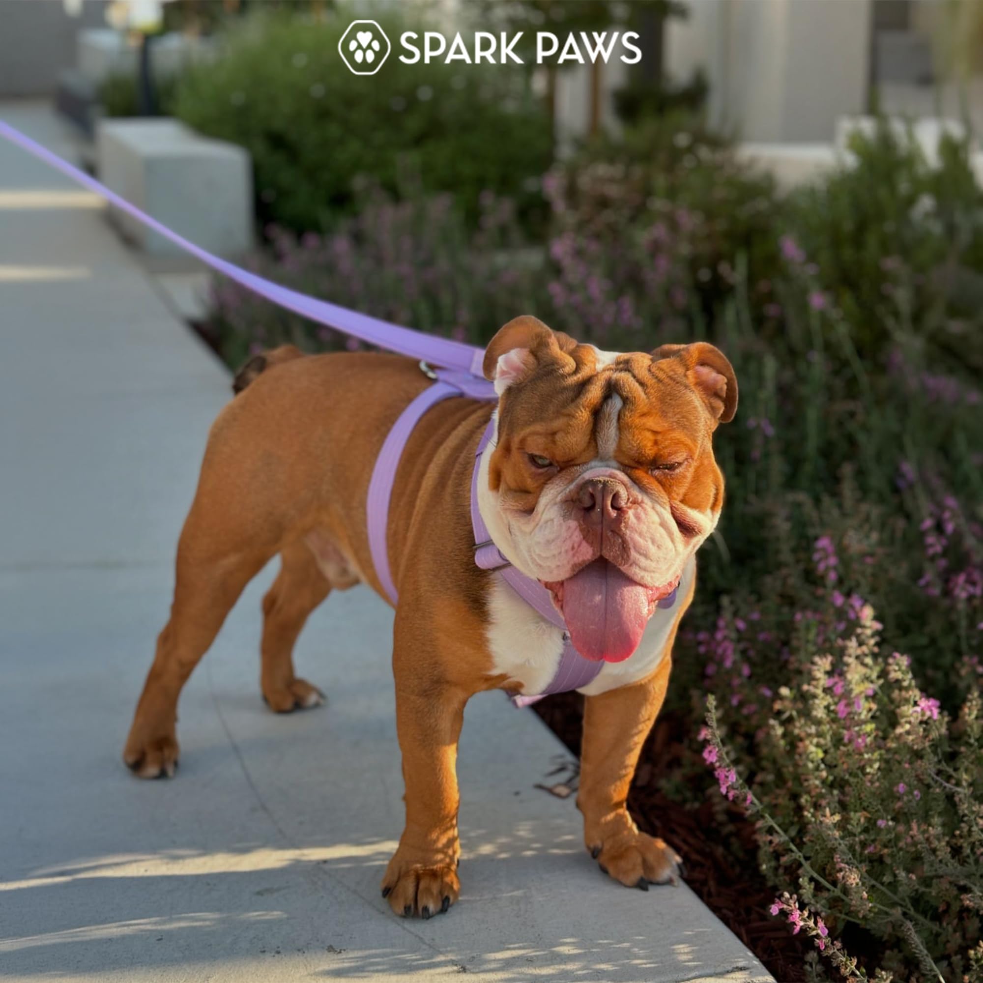 Spark Paws No Pull Dog Harness with Handle for Large Dogs, Heavy Duty Dog Harness for Big Strong Breeds, Adjustable, Y Shaped Padded Halter Design with Front Clip - Lilac - S - Image 9