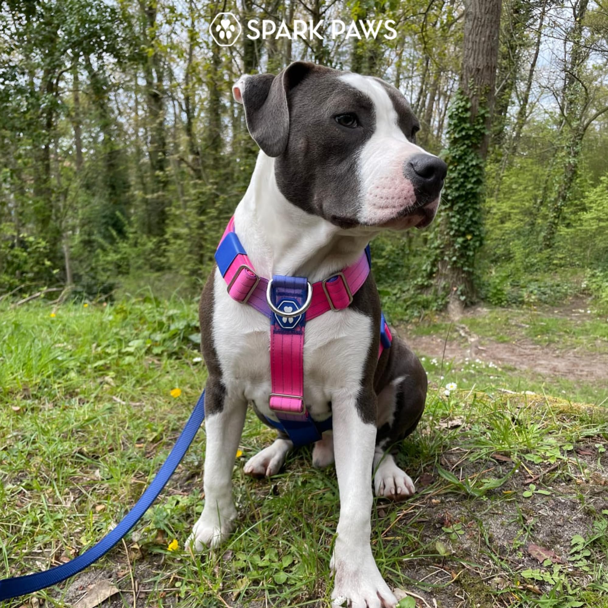 Spark Paws No Pull Dog Harness with Handle for Large Dogs, Heavy Duty Dog Harness for Big Strong Breeds, Adjustable, Y Shaped Padded Halter Design with Front Clip - Snow Cone - M - Image 9